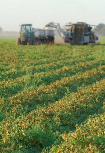 PLANTING FOR ANOTHER BIG TOMATO CROP