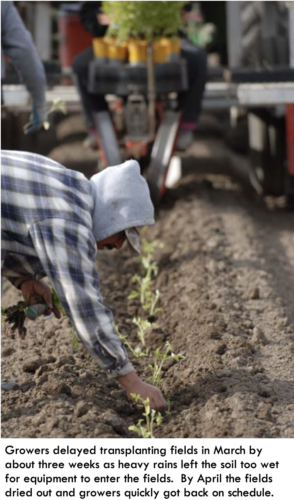 Growers delayed transplanting fields in March