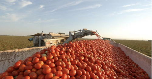 Processors Moving Tomato Inventories