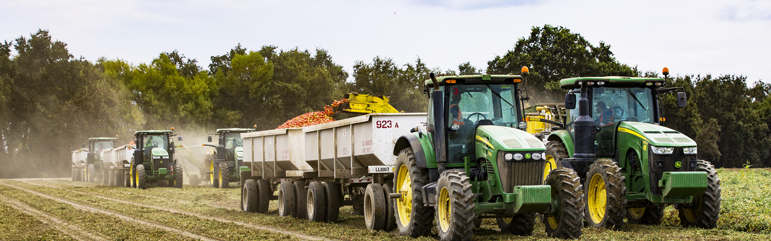 Morning Star Tomato Harvester In Field