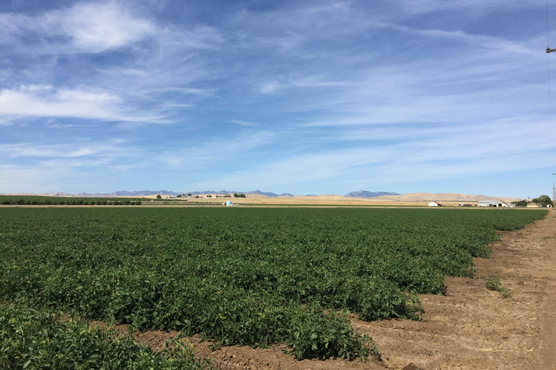 Economic grower cost analysis explains proposed prices for 2021