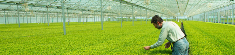 Processed Tomato Seed Supply Insecurity Will Not Affect Morning Star Anticipated Crop Acres 