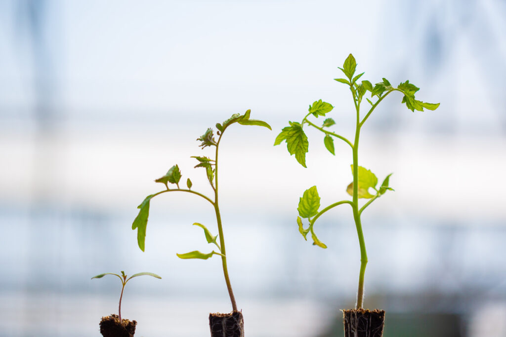 Tomato Seedlings